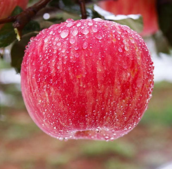 Fresh Apple