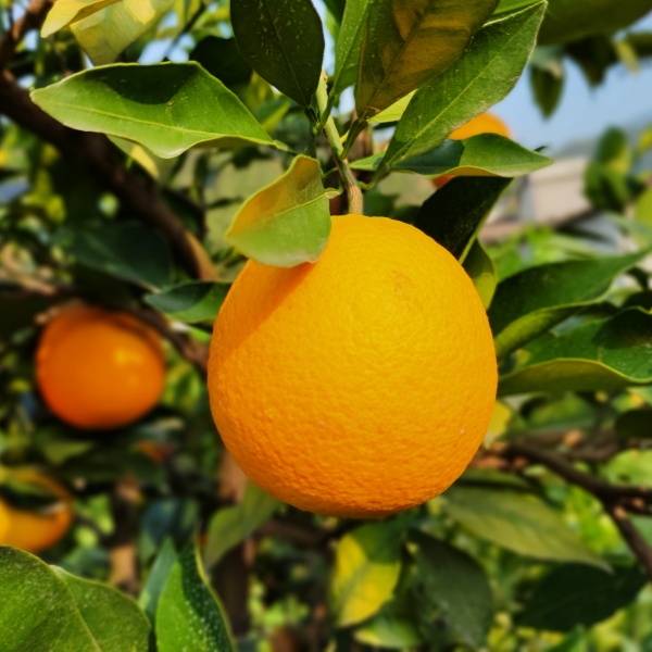 Fresh Orange