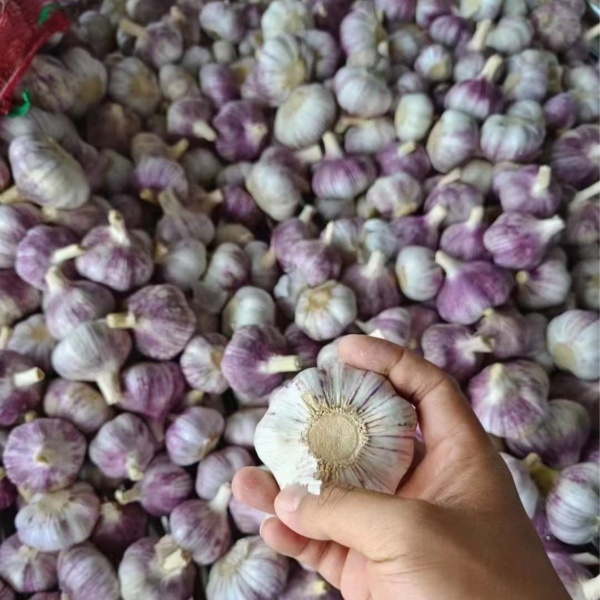 Fresh Garlic