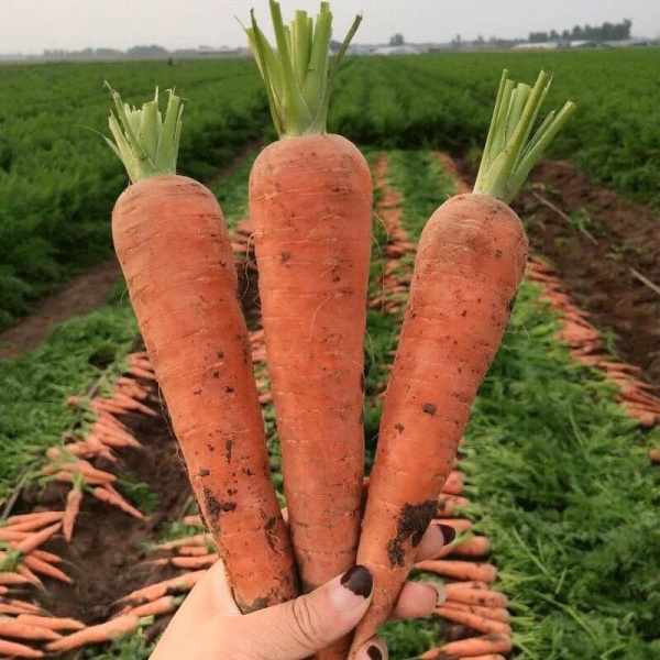 Fresh Carrot
