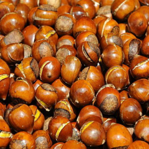 Chinese Chestnut